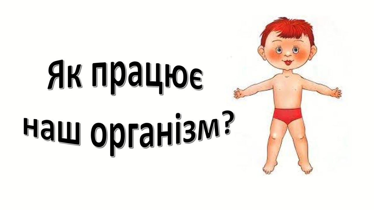Урок 85 . Організм людини. "Як працює наш організм?" Я досліджую світ 3 клас. смотреть онлайн