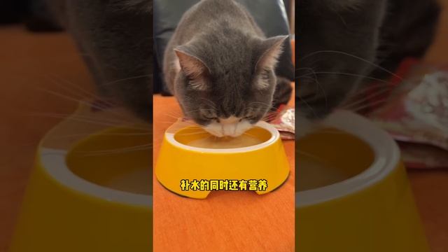 小猫嘎嘎爱的汤包，补水神器！关键是价格真的便宜#小馋猫 #猫零食 #新手养猫 смотреть онлайн
