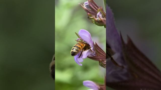 Slow motion Bee on flowering sage 😍😍 смотреть онлайн