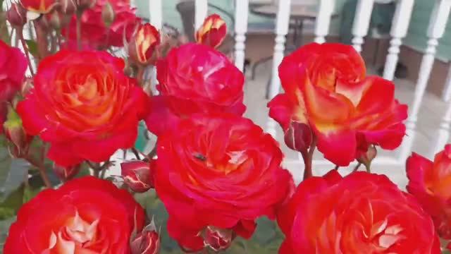 Что я увидела на розе, жуть! Цветут розы, Гортензия Бесконечное лето!.mp4 смотреть онлайн