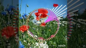 ТУЁНА/ Файзали Умар