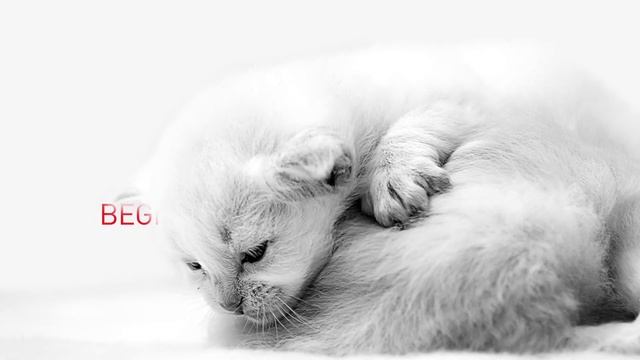 Een kitten heeft veel energie nodig om te groeien en spelen смотреть онлайн
