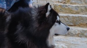 冬日里的一锅暖腊汤——丽江腊排骨【滇西小哥】