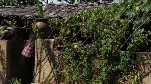 云南山里野生的青杨梅，你们吃过吗？【滇西小哥】