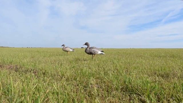 Выбор чучел гусей для охоты Краткий обзор