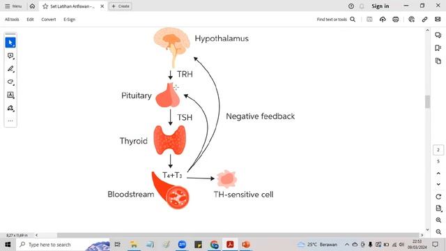 Pembahasan Soal II - Hormon dan Endokrin смотреть онлайн