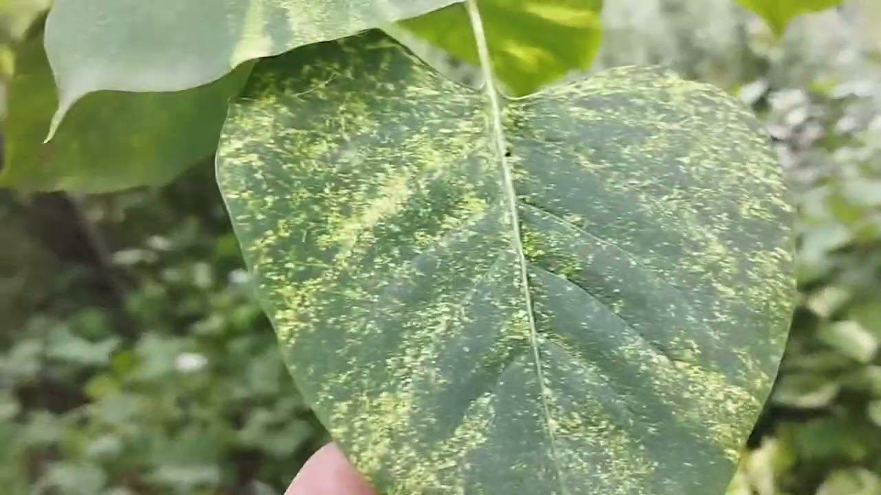 Сирень Aucubaefolia смотреть онлайн