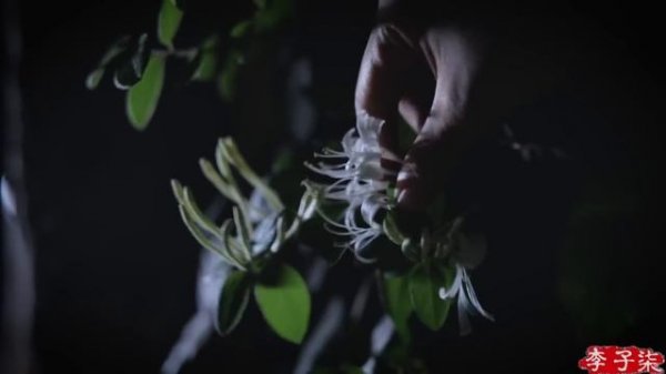 喝的是茶,过的是生活 Tea is more than a drink, but a lifestyle.丨Liziqi Channel