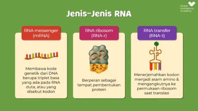 Materi Genetik kelas 12 смотреть онлайн