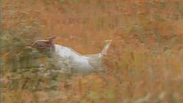 Ralston Purina Hi Pro Hi Pro:Birds, Not Excuses:In Season 30 sec RPDM 5030 7:14:92 TBWA Kerlick Swi смотреть онлайн