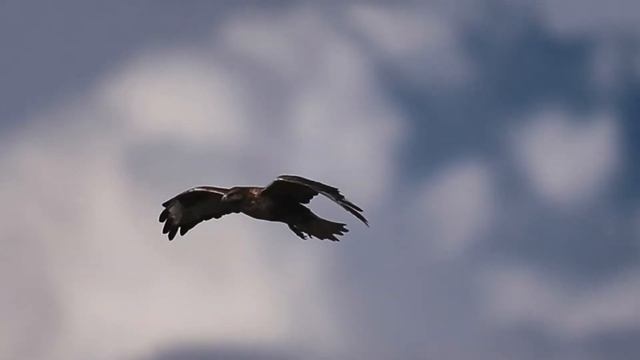 Falconry Heritage Keynote - Munir Virani, Ph.D. - The Archives of Falconry, 2022 Spring Rendezvous смотреть онлайн