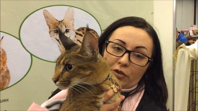 #7. Каракет (Caracat). Самая редкая кошка в мире! Всего 12 котят.