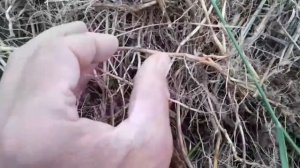 ПЫРЕЙ ПОЛЗУЧИЙ - ЦЕННАЯ ТРАВА И КОРЕНЬ. Подробный рассказ обо всех её свойствах и как применять.