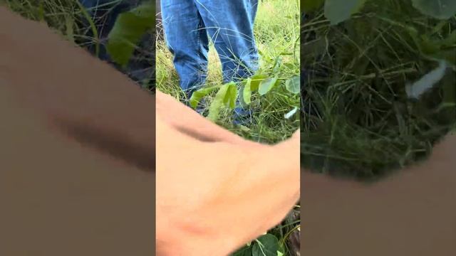 Uzmanlardan Durgun yama aşı смотреть онлайн