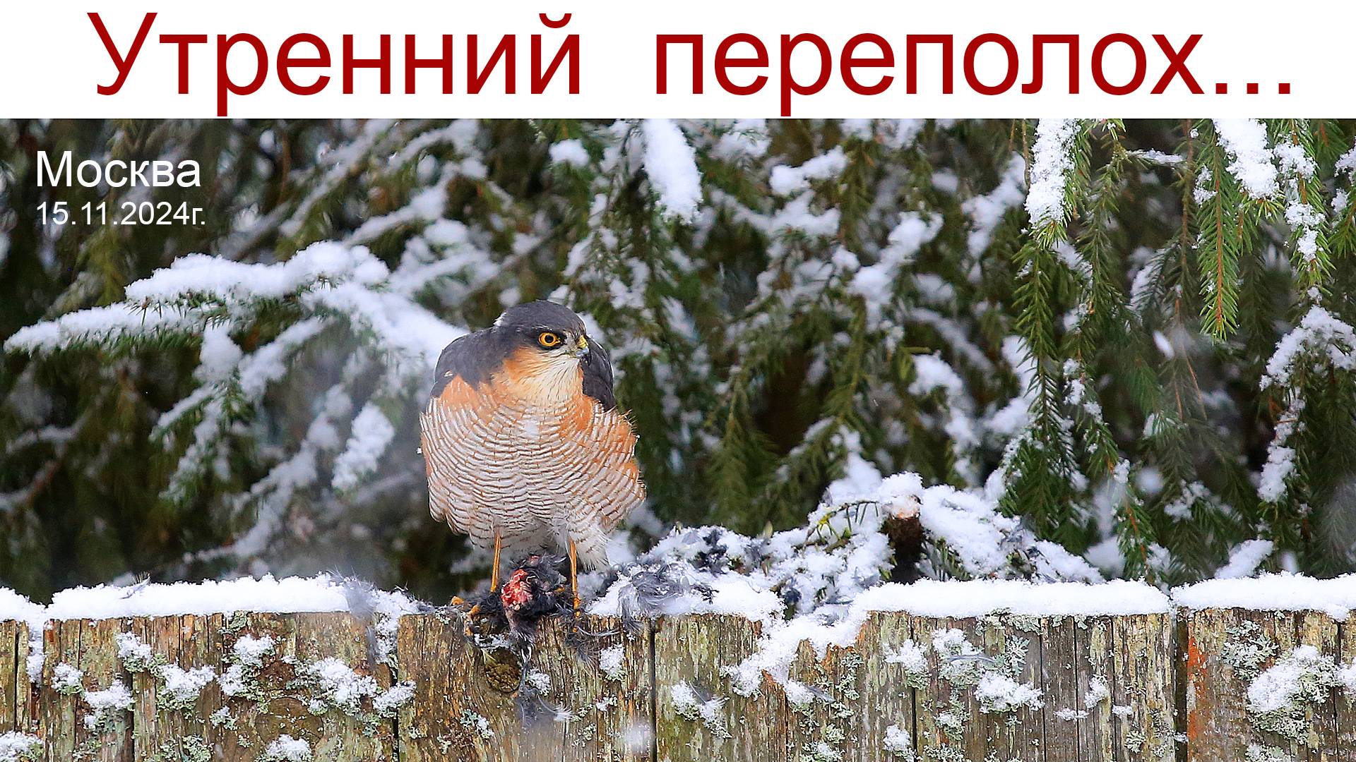 Жестокий Мир: Страшный хищник в нашем доме (18+ - не для детей!) смотреть онлайн