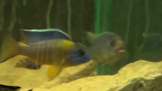Blue neon peacock ( Aulonocara stuartgranti ) cichlid profile смотреть онлайн