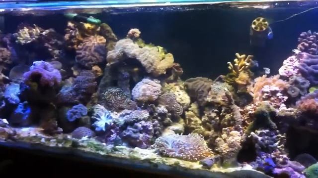 1000 watt reef led metal halide смотреть онлайн