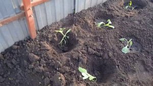 Продолжаю Сажать КАПУСТУ сорта "ЛЕЖЕБОКА" в Открытый Грунт!!!  Лучший СОРТ  Поздний!!!   8 . 6. 24г