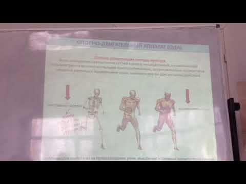 Анатомия лекция 1. Часть 3 смотреть онлайн