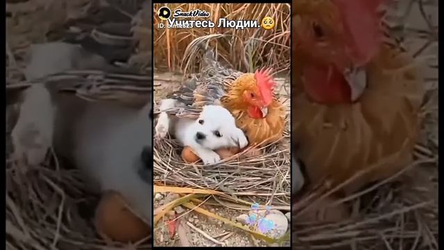 Учитесь Люди у Животных- как нужно Любить! 🦆🐶🐎🦓🐯💕💟🙏☝️🤗🤗🤗 смотреть онлайн