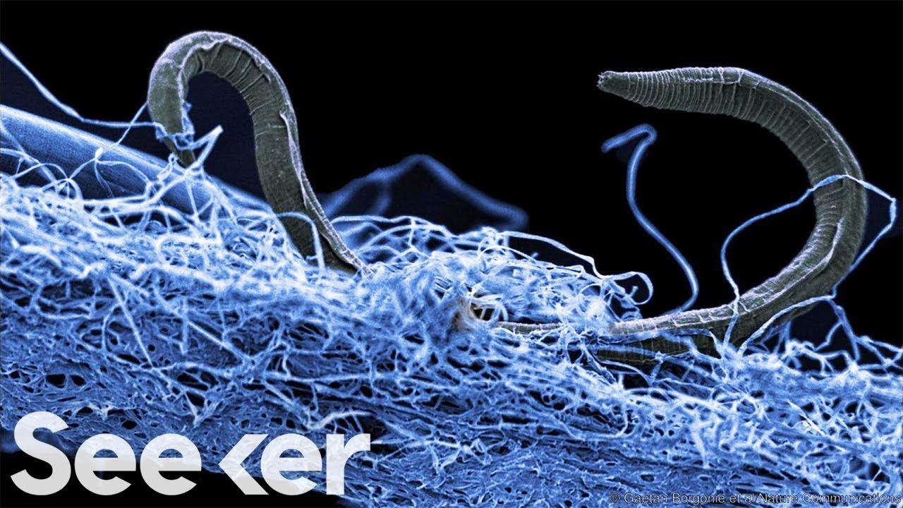 There’s a Subterranean Biosphere Hiding in the Earth’s Crust and It’s MASSIVE смотреть онлайн