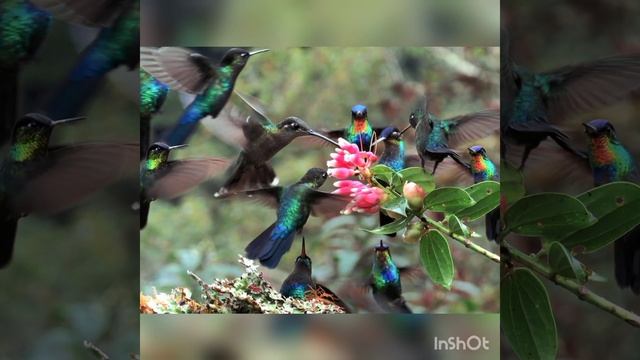 පැණි කුරුල්ලන් ගයයි. смотреть онлайн