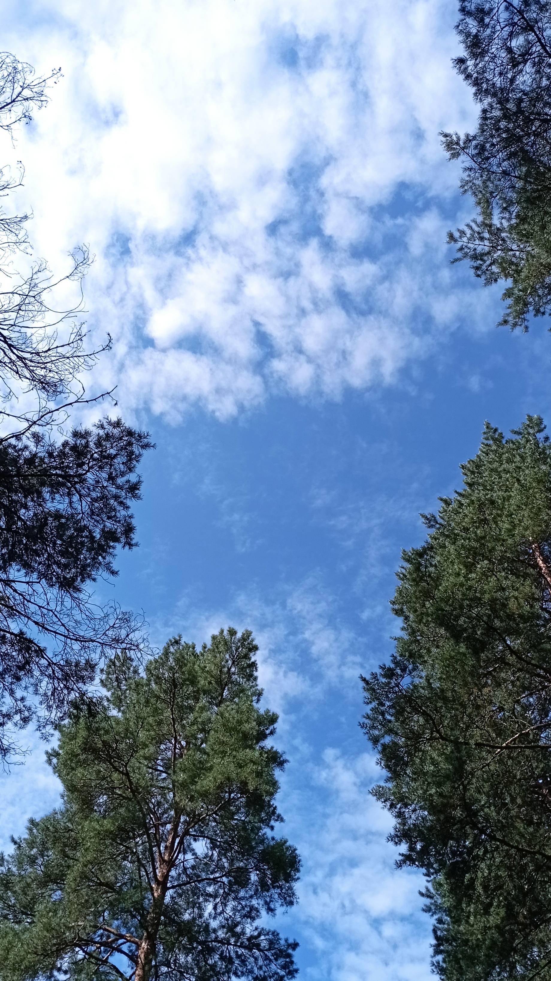 Калейдоскоп яркой Осени . смотреть онлайн