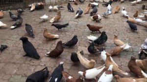 Лимонный сок, в качестве подкислителя воды для голубей