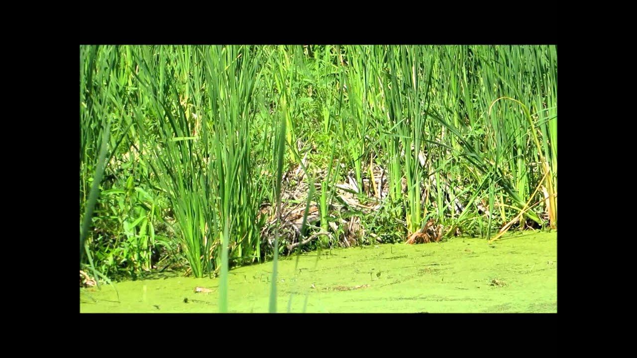 Tri Colored Heron & Snowy Egret Stalk Prey Pinckney Island смотреть онлайн