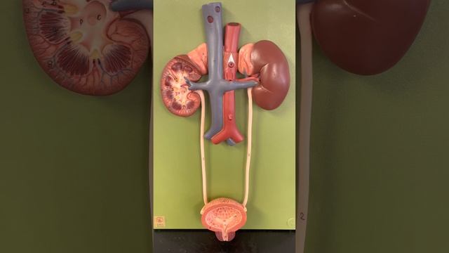 Urinary System Anatomy смотреть онлайн