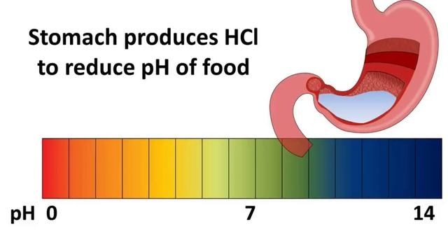 Chemistry - Importance of pH - Acids, bases and salts - Part 6 - English смотреть онлайн