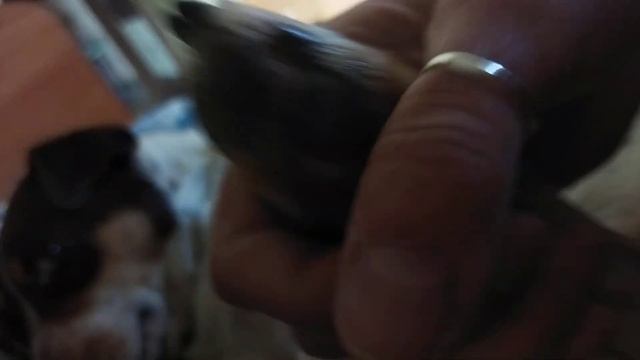 Такая сякая сбежала из дворца...