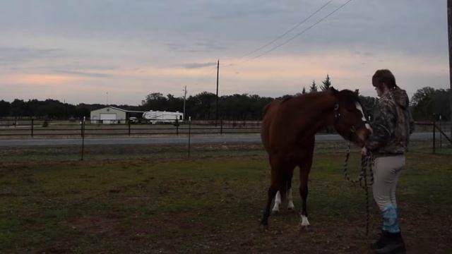 Annie Clicker Training 2:17:17 смотреть онлайн