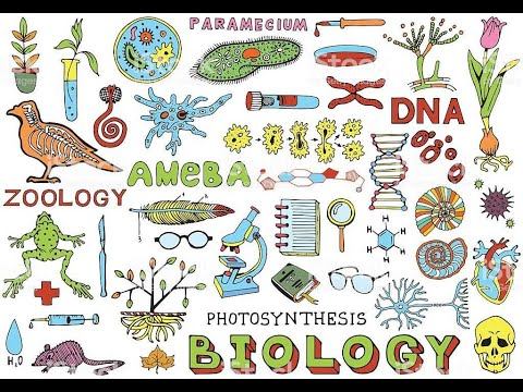 PEMBAHASAN TRYOUT BIOLOGI - BU MIMIN смотреть онлайн