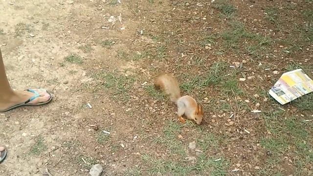 Я ПОТРОГАЛА БЕЛКУ!!! I TOUCHED THE SQUIRREL!!! смотреть онлайн