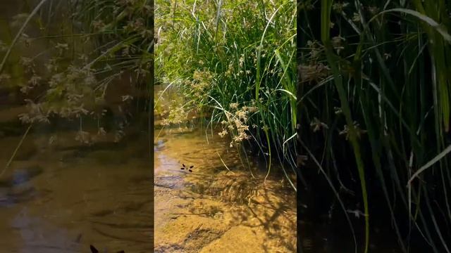 #ручей #жара #прохлада и #кристальность #чистота воды #путешествия #медитация #расслабление #nature смотреть онлайн