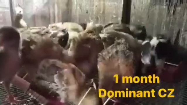 ChillVest - Dominant CZ @ 1 month смотреть онлайн