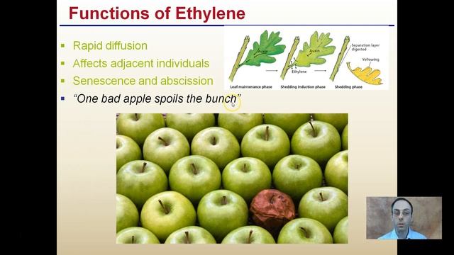 Ethylene смотреть онлайн