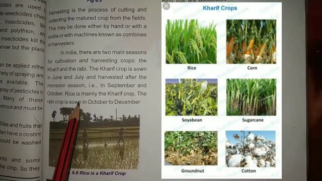 Class 8th || Science || Chapter 6 || Food Production and Management || Part 5 смотреть онлайн