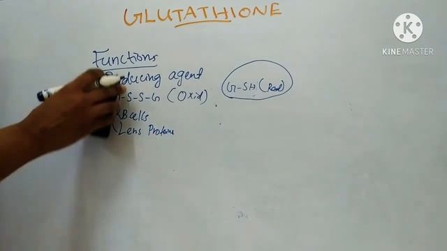 Glutathione/  Biochemistry /Synthesis And Functions Of Glutathione