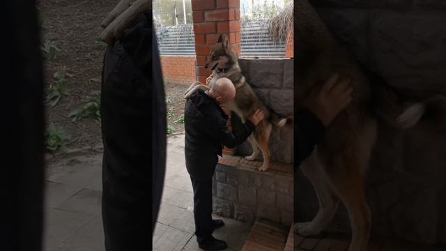 Дай лапу, друг! смотреть онлайн