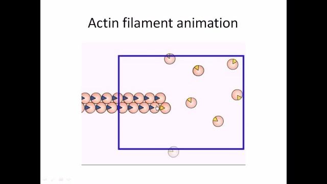 Actin Filaments | Structure And Assembly