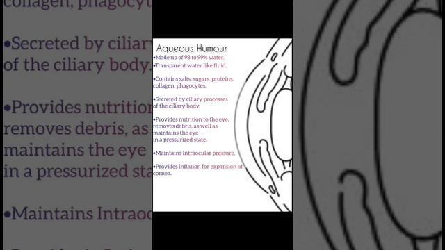 Aqueous Humour vs Vitreous Humour | Explained 👁️ смотреть онлайн