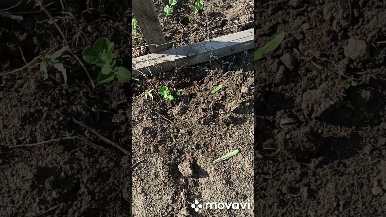 Садовые сюрпризы в июне (Амурская область) смотреть онлайн