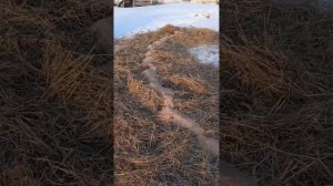 Дорпер F1,  сера в рационе овец