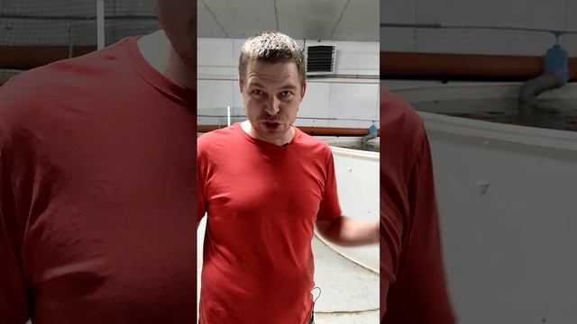 Первый Международный Фестиваль
Рециркуляционных Аквакультурных Систем «УЗВ-ФЕСТ» смотреть онлайн