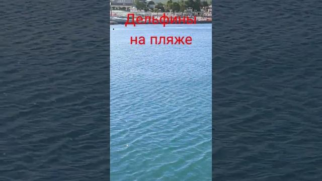 Дельфины напали на рыбу))) Завтрак у берега. Кабардинка смотреть онлайн