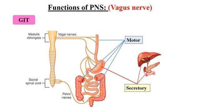 MED NEU I 112 parasympathetic nervous system 1 смотреть онлайн