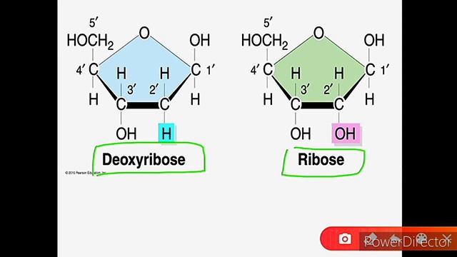 Nucleic Acid / PART -1 /#Nucleotide# Nucleoside , FOR - B.Sc / 11th / TGT /PGT Scholars classes смотреть онлайн