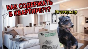 Немецкий Ягдтерьер | Как содержать в квартире?